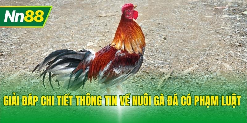 Giải đáp chi tiết thông tin về nuôi gà đá có phạm luật