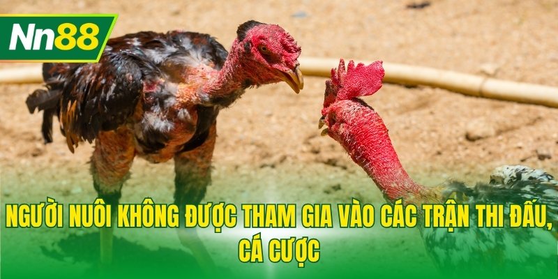 Người nuôi không được tham gia vào các trận thi đấu, cá cược