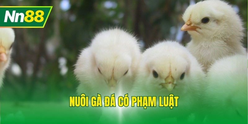 Nuôi Gà Đá Có Phạm Luật